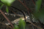 Krokodil, Mangrovenb
