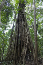 Ficus boom, Costa Ri